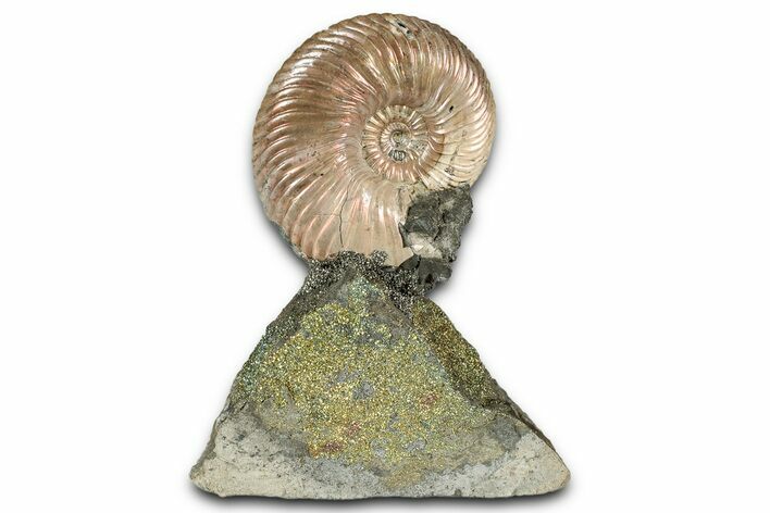 Iridescent, Pyritized Ammonite (Quenstedticeras) Fossil Display #344274